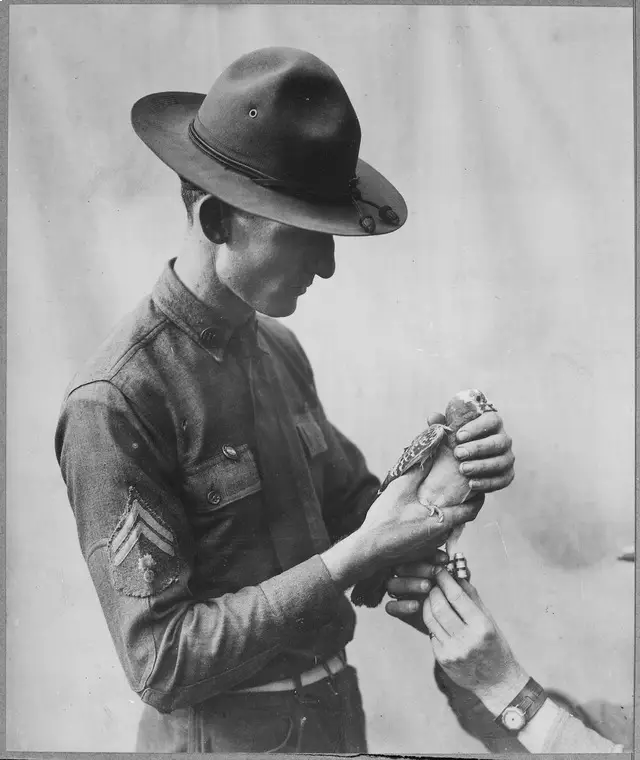 Soldier attaching a message to a Signal Corps pigeon