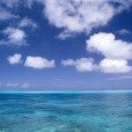 From Sea to Sky: Desert / Island Flora and Fauna